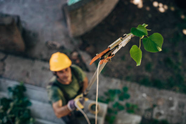 Tree and Shrub Care in Eastman, GA